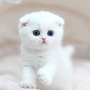 อาหารเสริมวิตามินรวมชนิดเม็ดสำหรับแมวและสุนัข เสริมสร้างภูมิคุ้มกันตามธรรมชาติและบรรเทาอาการแพ้สำหรับสุนัข 1