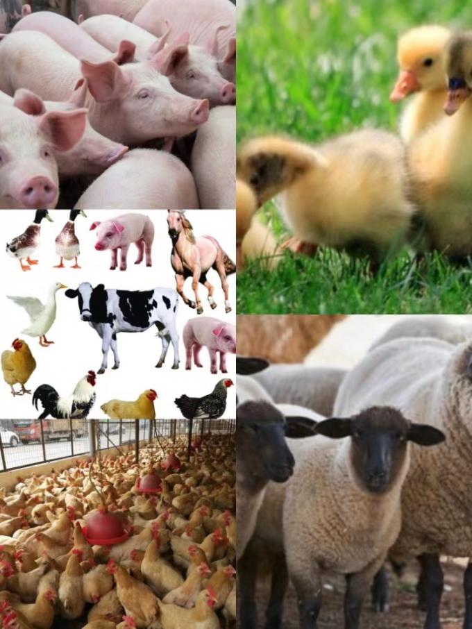 สารประกอบโปรบิโอติกที่เสริมเสริม อาหารเสริมอาหารที่มีการปลูก B. natto สําหรับสัตว์เลี้ยงและนก 1