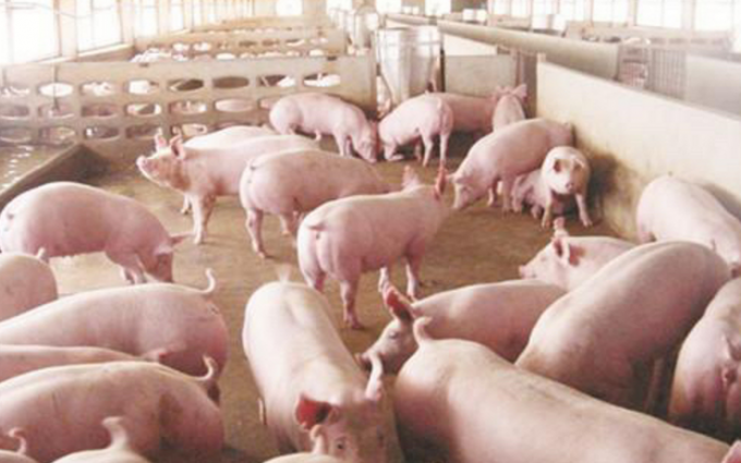 Fermented Soy Softening Protein Powder Feed Additives Milky Solution with Crude Protein 50% More for Piglet 2